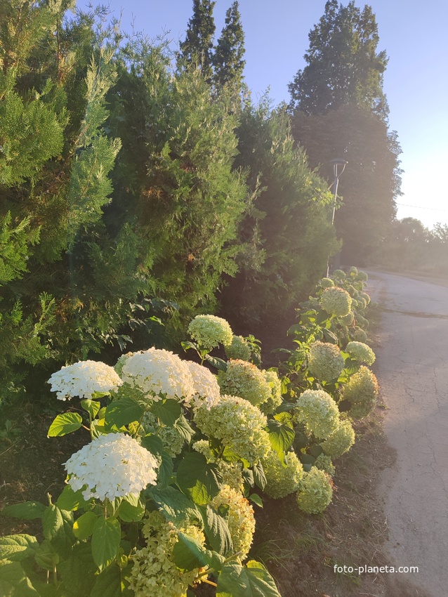 Ботанический сад.