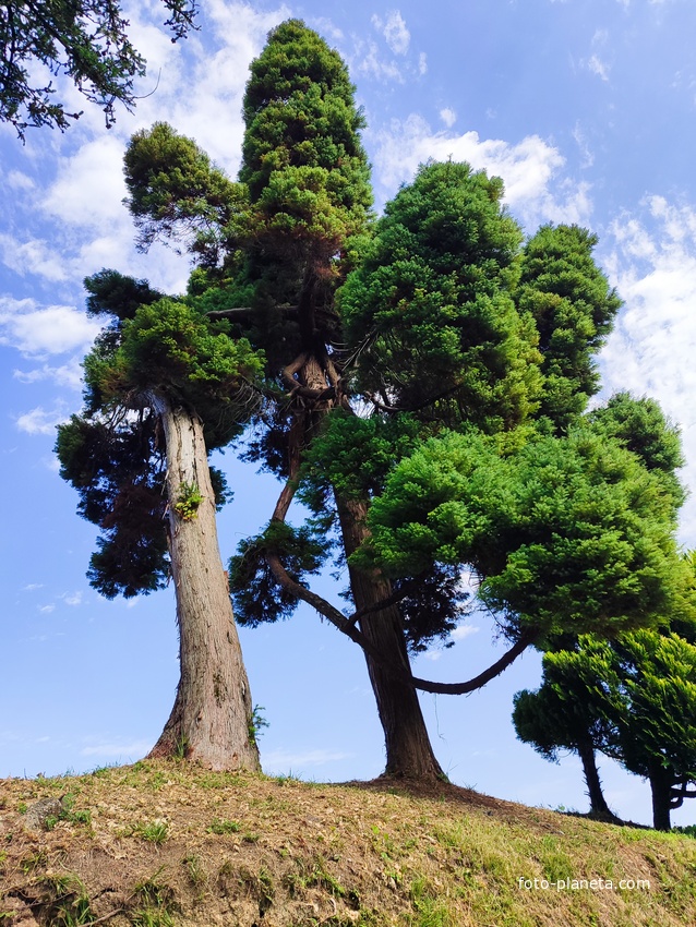 Ботанический сад Батуми