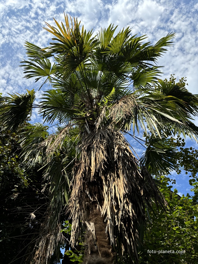 Ботанический сад Батуми