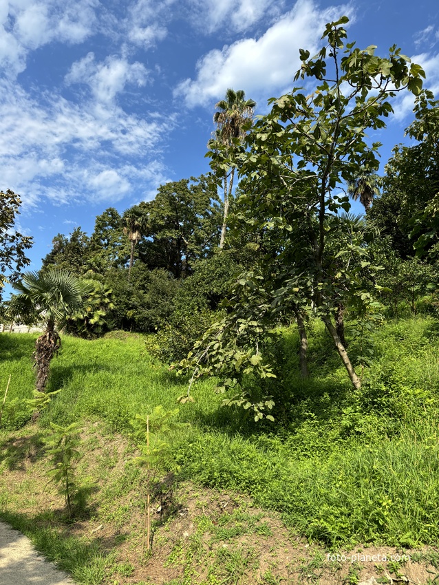 Ботанический сад Батуми