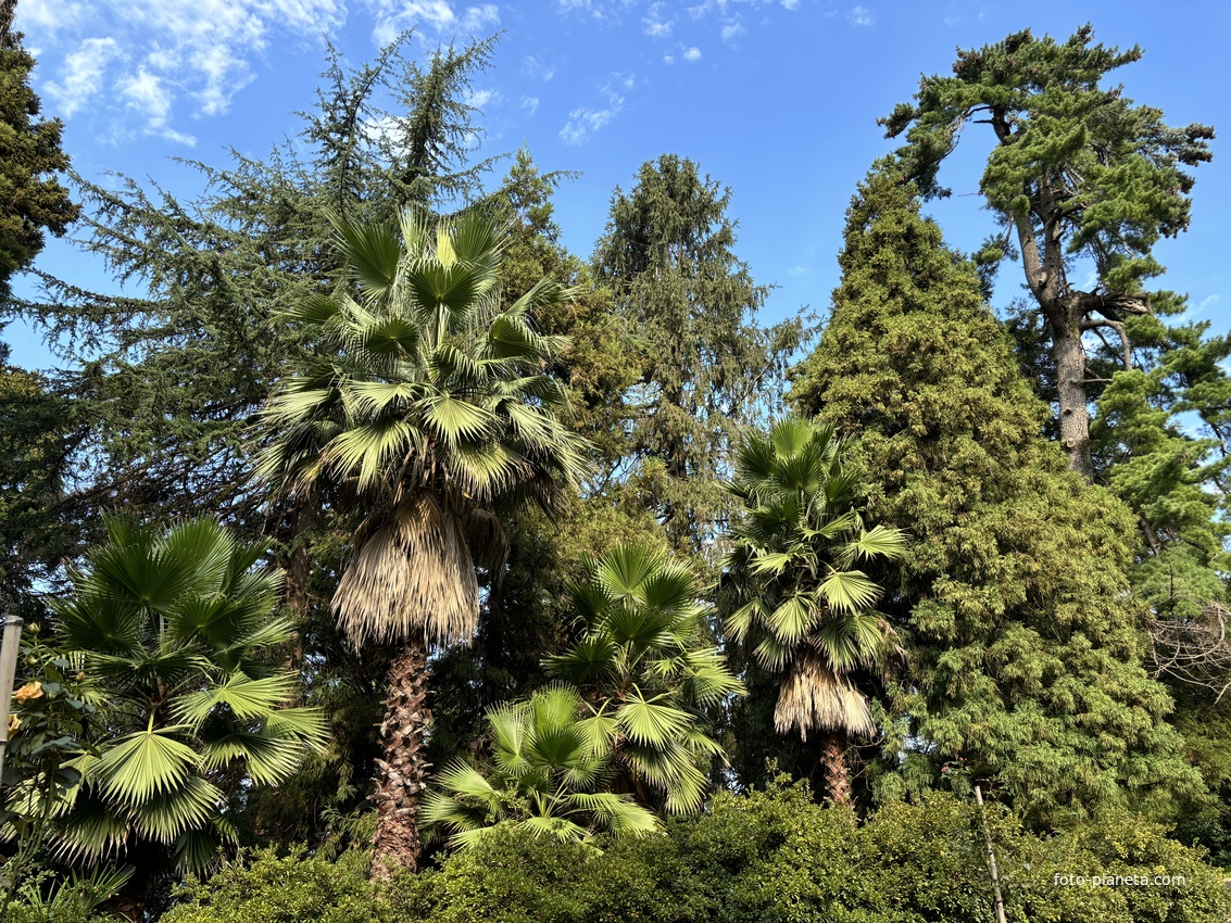 Ботанический сад Батуми