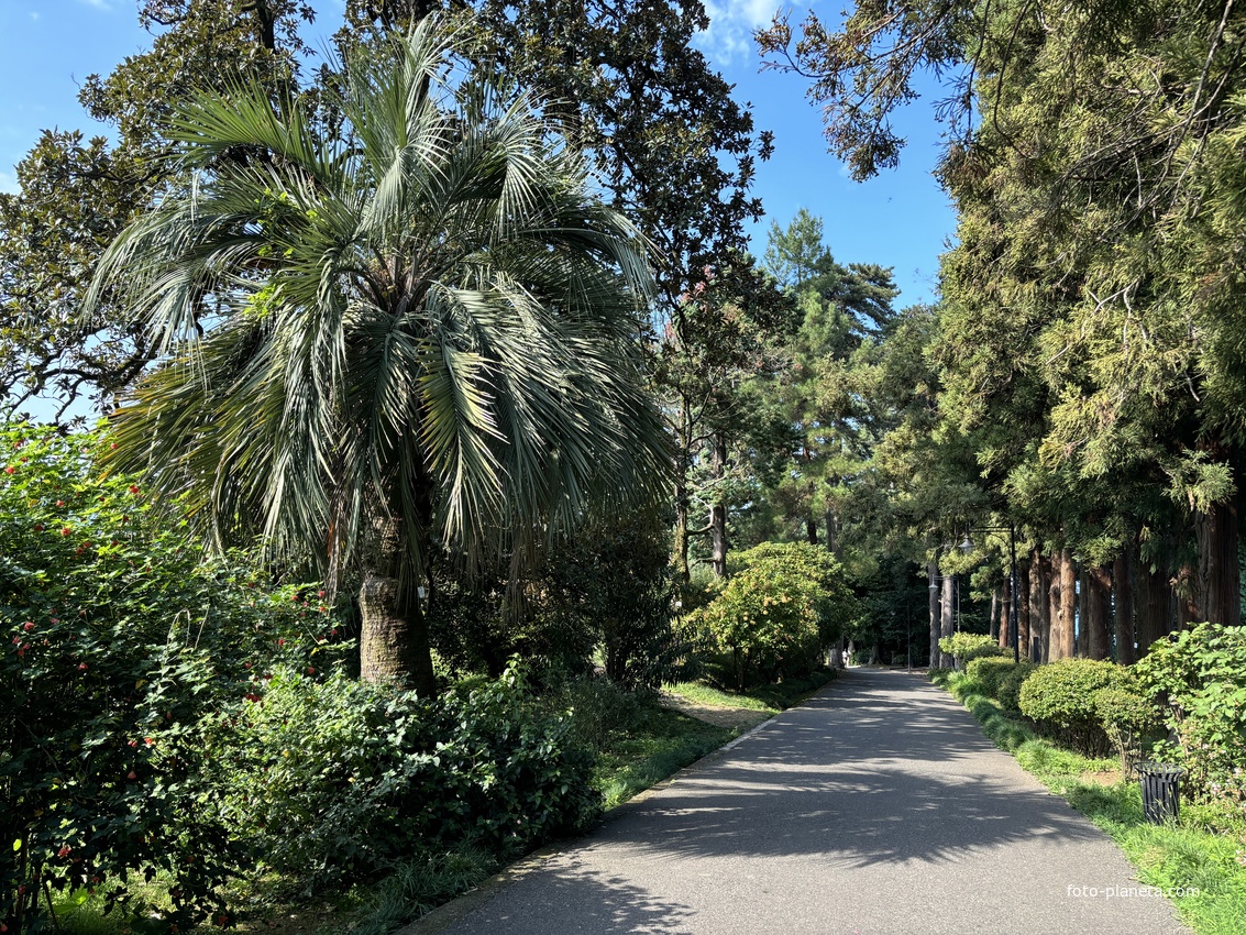 Ботанический сад Батуми