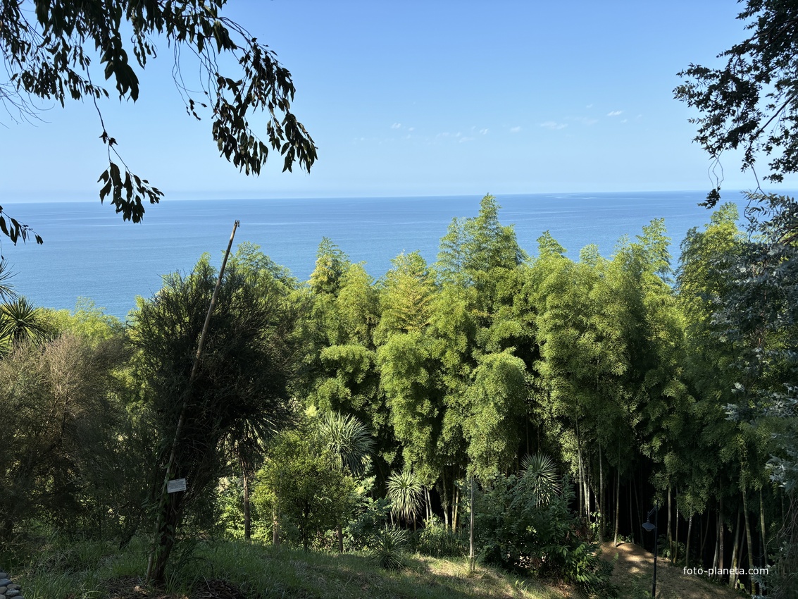 Ботанический сад Батуми