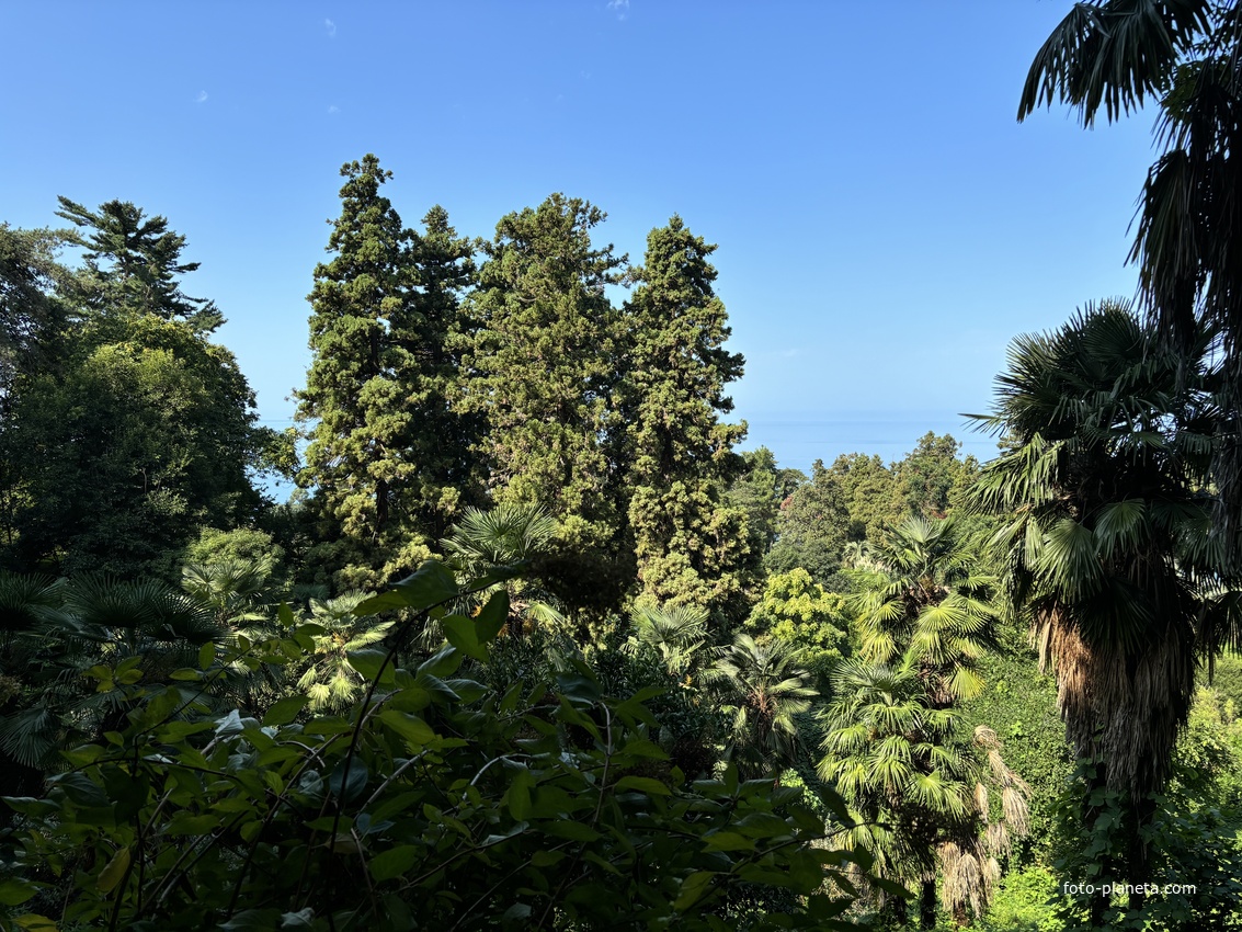 Ботанический сад Батуми