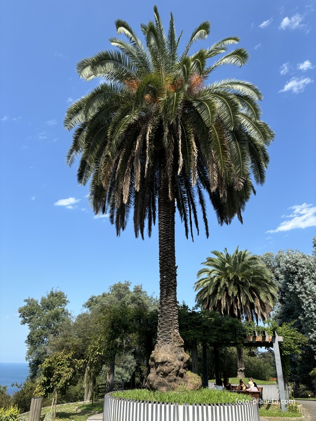 Ботанический сад Батуми