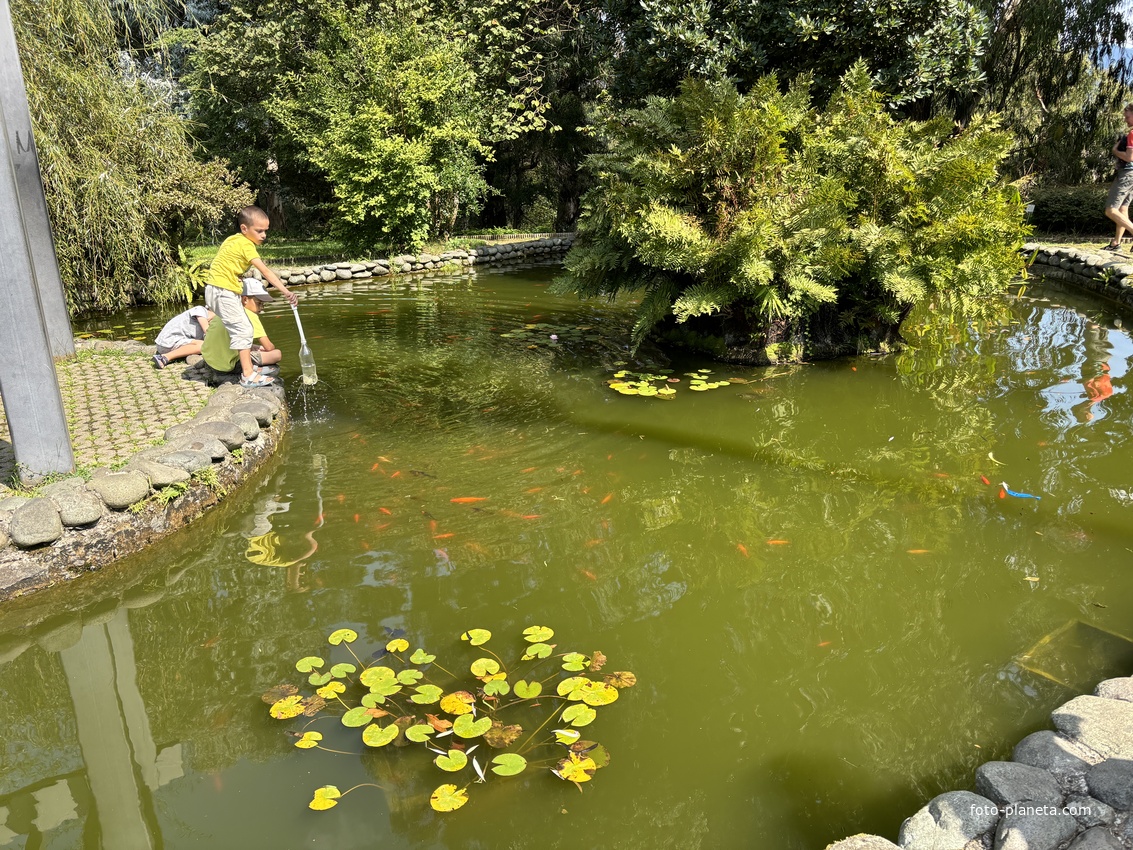 Ботанический сад Батуми. Пруд с золотыми рыбками