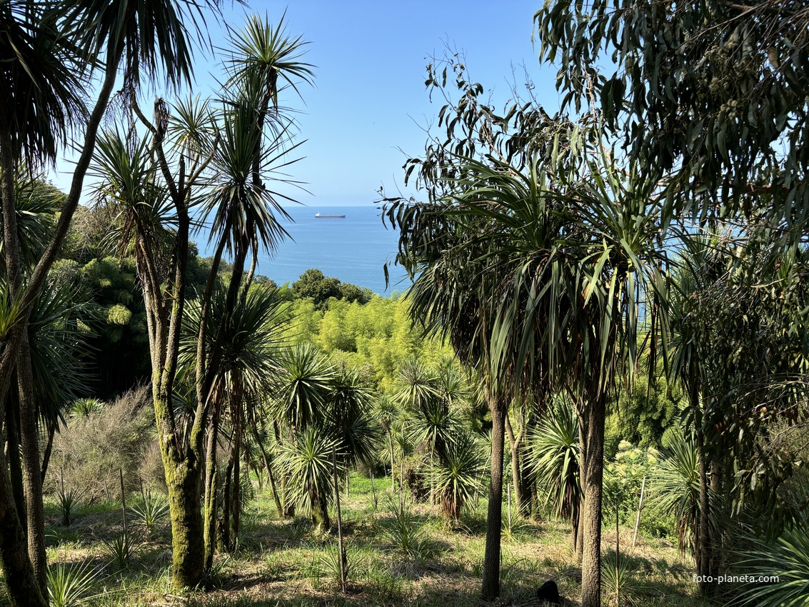 Ботанический сад Батуми