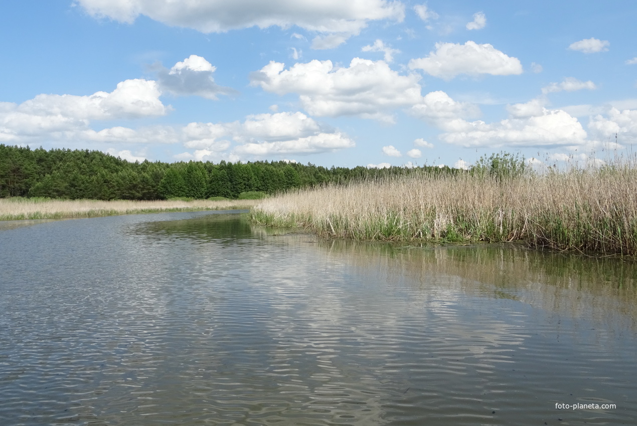 Экотропа &quot;В краю вертлявой камышовки&quot; - река Ясельда