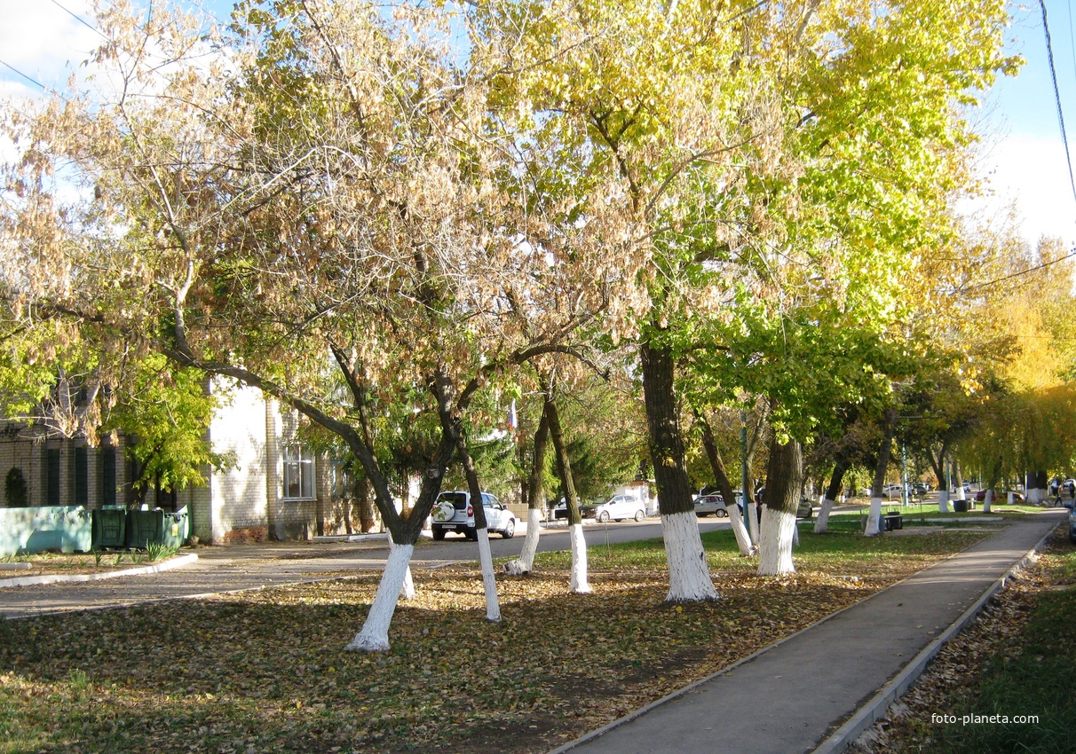 Мокроус. Улица Победы. Пешеходная зона. Деревья посажены в 1963 году.