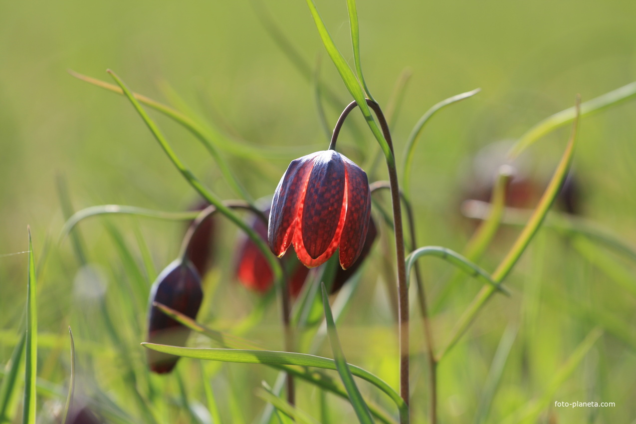 С.Каракокша. Рябчики.