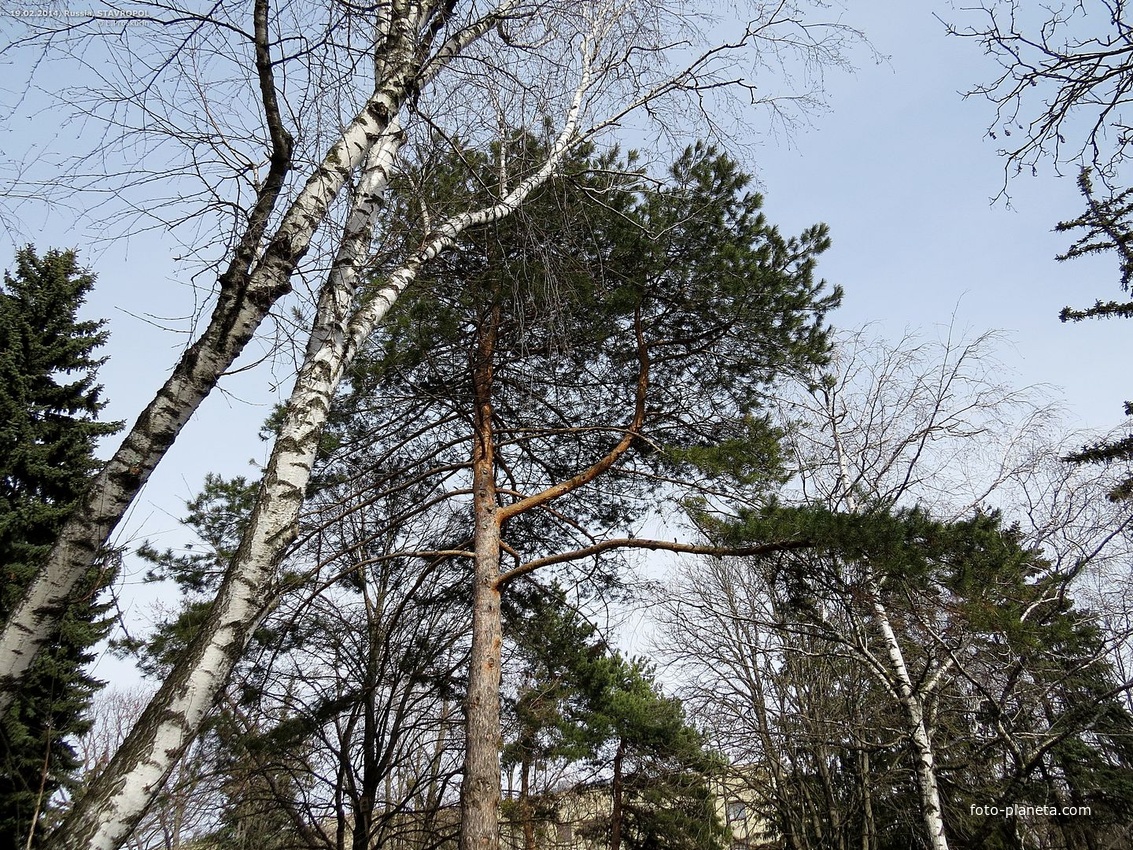 Участок сквера им.А.Джатдоева с западной стороны Дома Правительства.