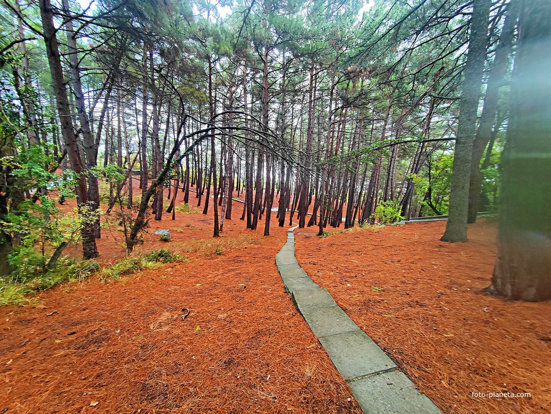 Парк санатория "Горный" в п.г.т. Курпаты.