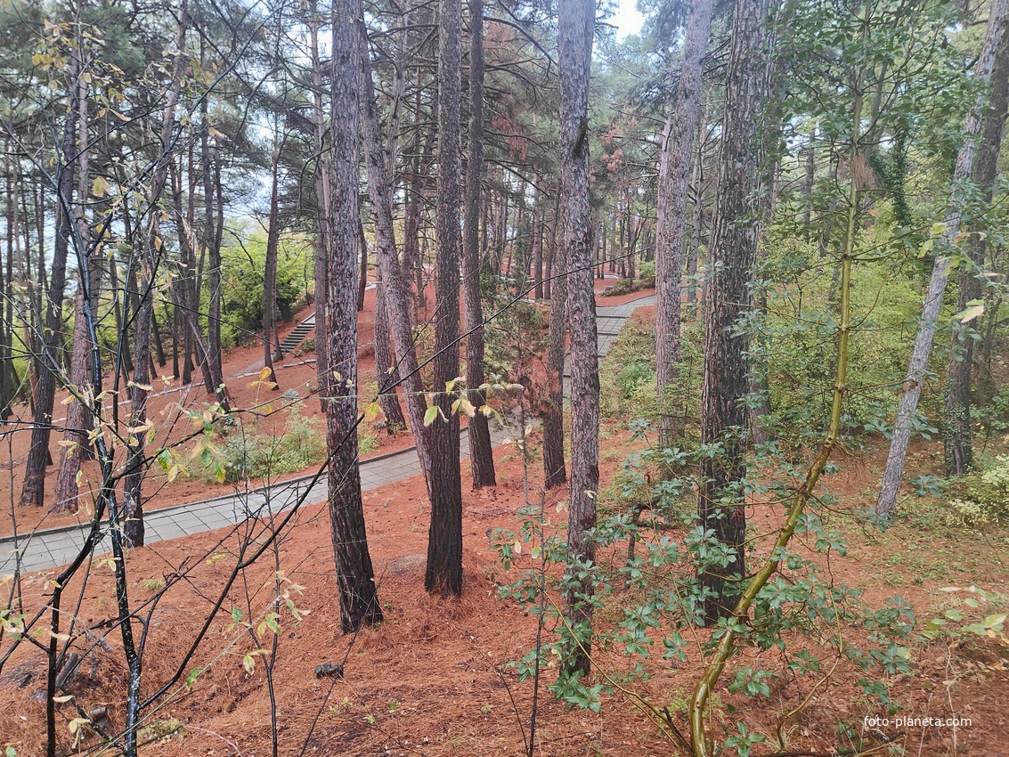 Парк санатория "Горный" в п.г.т. Курпаты.