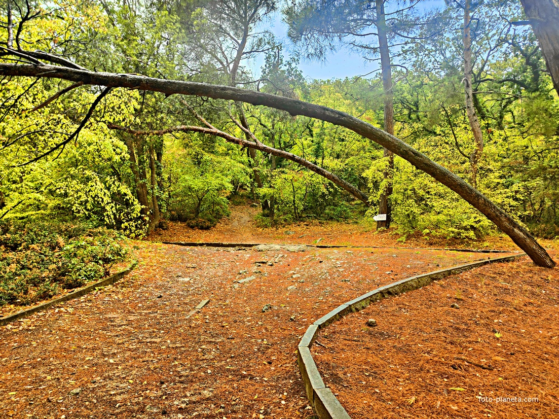 Парк санатория "Горный" в п.г.т. Курпаты.