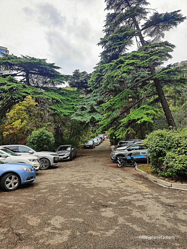 Парк бывшего санатория имени Пальмиро Тольятти в Курпатах.