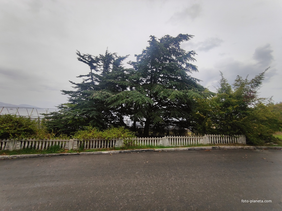 Парк бывшего санатория имени Пальмиро Тольятти в Курпатах.