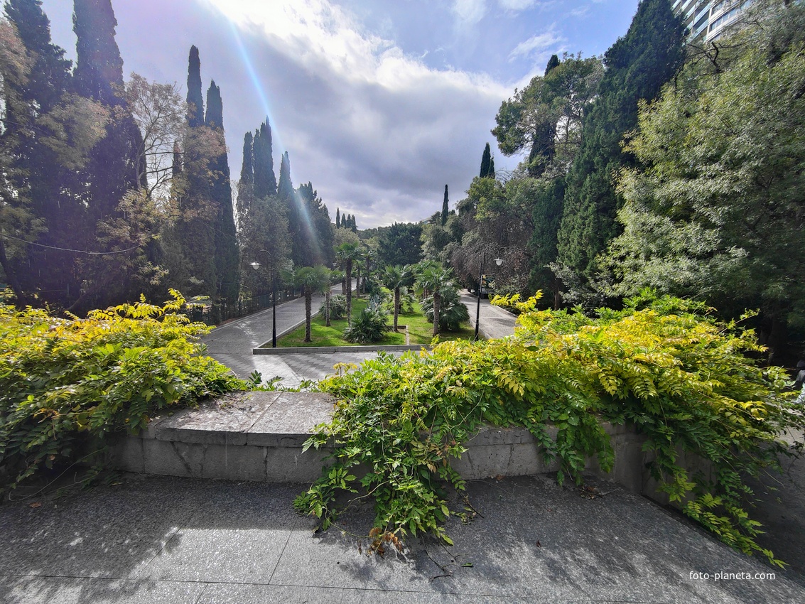 В Приморском парке имени Ю. А. Гагарина. Пальмовая аллея.