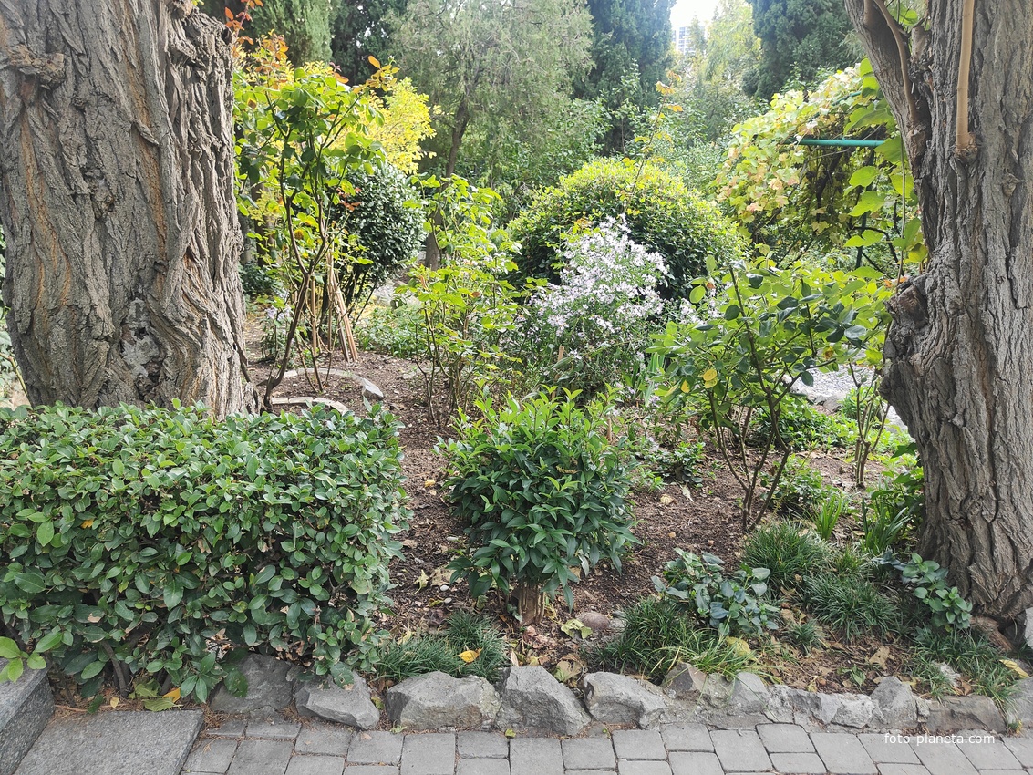 Сад Чехова возле «Белой дачи» - такая же достопримечательность, как и сам дом-музей. Создавался руками писателя, планировавшего его и проектировавшего по своему вкусу и концепции «вечной весны», чтобы почти круглогодично что-то цвело в саду.