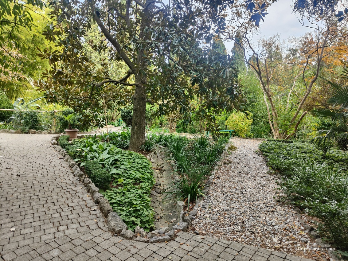 Сад Чехова возле «Белой дачи» - такая же достопримечательность, как и дом-музей. Создавался руками писателя, по его плану и проекту, своему вкусу по концепции «вечной весны», чтобы почти круглогодично что-то цвело в саду. Кедр атласский.