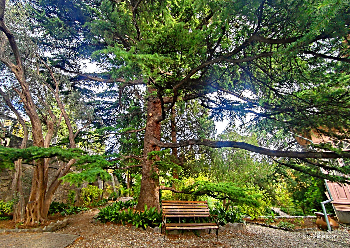 Сад Чехова возле «Белой дачи» - такая же достопримечательность, как и сам дом-музей. Создавался руками писателя, планировавшего его и проектировавшего по своему вкусу и концепции «вечной весны», чтобы почти круглогодично что-то цвело в саду.