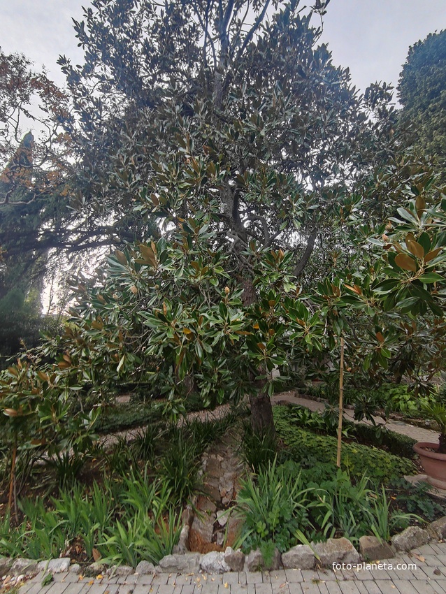 Сад Чехова возле «Белой дачи» - такая же достопримечательность, как и сам дом-музей. Создавался руками писателя, планировавшего его и проектировавшего по своему вкусу и концепции «вечной весны», чтобы почти круглогодично что-то цвело в саду.