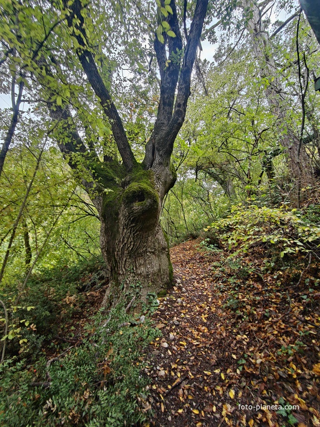 У Царской (Солнечной) тропы около пос. Ореанда.