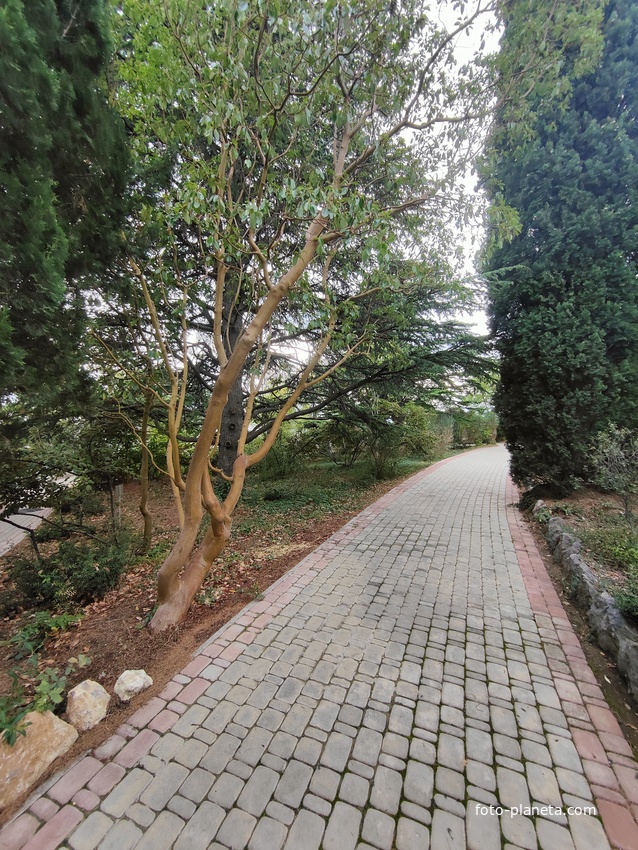 Территория санатория "Днепр" (бывшего дворцово-паркового ансамбля Харакс). Одна из аллей.