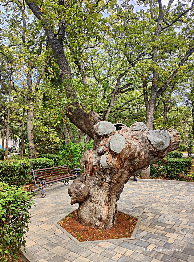 Территория санатория "Днепр" (бывшего дворцово-паркового ансамбля Харакс). Автор финального проекта и дворца и парка - архитектор Николай Петрович Краснов. Первичную структуру парка заложили архитектор М. Котенков и садовник И. Архипов.