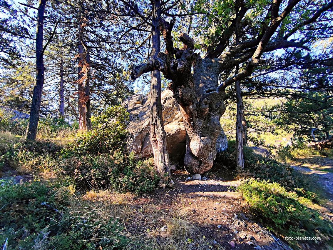 На горе Урьянда (Крестовая).