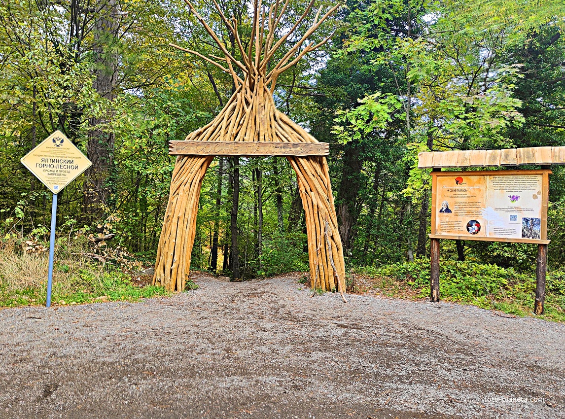 Начало тропы от Бахчисарайского шоссе к сосне Палласа - историч. и биологич. памятнику природы на терр. Ялтинского горно-лесного заповедника. Дерево растёт на южных отрогах плато Ай-Петри и считается одним из древнейших ныне живущих деревьев Крыма.