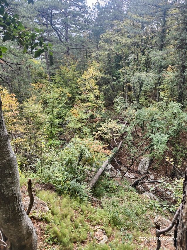 Вдоль экологической тропы к сосне Палласа - историч. и биологич. памятнику природы на терр. Ялтинского горно-лесного заповедника. Дерево растёт на южных отрогах плато Ай-Петри и считается одним из древнейших ныне живущих деревьев Крыма.