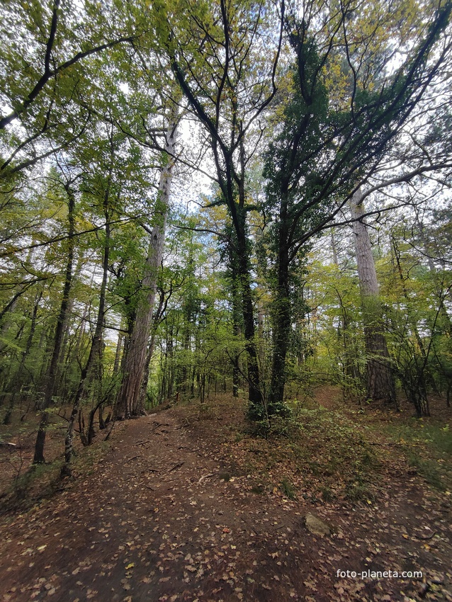 Вдоль экологической тропы к сосне Палласа - историч. и биологич. памятнику природы на терр. Ялтинского горно-лесного заповедника. Дерево растёт на южных отрогах плато Ай-Петри и считается одним из древнейших ныне живущих деревьев Крыма.