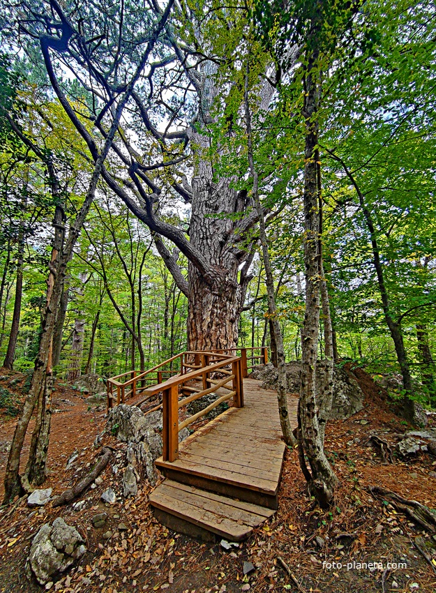 Сосна Палласа - историч. и биологич. памятник природы на южных отрогах плато Ай-Петри на территории Ялтинского горно-лесного заповедника. Одно  из древнейших ныне живущих деревьев Крыма. Сосна названа в честь Петра Палласа, путешественника и учёного.