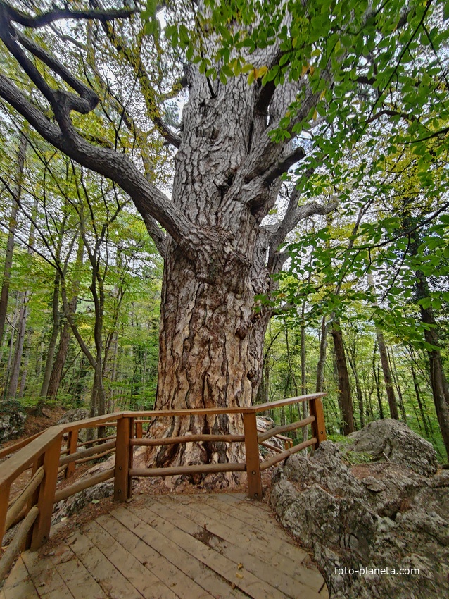 Сосна Палласа - историч. и биологич. памятник природы на южных отрогах плато Ай-Петри на территории Ялтинского горно-лесного заповедника. Одно  из древнейших ныне живущих деревьев Крыма. Сосна названа в честь Петра Палласа, путешественника и учёного.