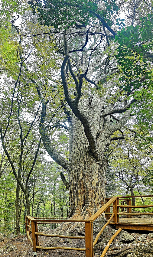 Сосна Палласа - историч. и биологич. памятник природы на южных отрогах плато Ай-Петри на территории Ялтинского горно-лесного заповедника. Одно  из древнейших ныне живущих деревьев Крыма. Сосна названа в честь Петра Палласа, путешественника и учёного.