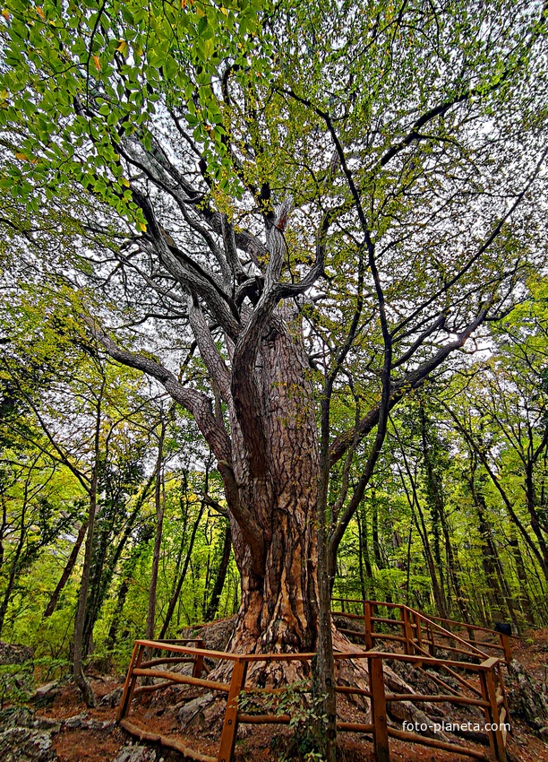 Сосна Палласа - историч. и биологич. памятник природы на южных отрогах плато Ай-Петри на территории Ялтинского горно-лесного заповедника. Одно  из древнейших ныне живущих деревьев Крыма. Сосна названа в честь Петра Палласа, путешественника и учёного.