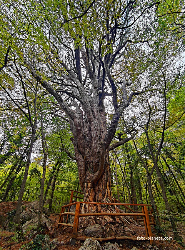 Сосна Палласа - историч. и биологич. памятник природы на южных отрогах плато Ай-Петри на территории Ялтинского горно-лесного заповедника. Одно  из древнейших ныне живущих деревьев Крыма. Сосна названа в честь Петра Палласа, путешественника и учёного.