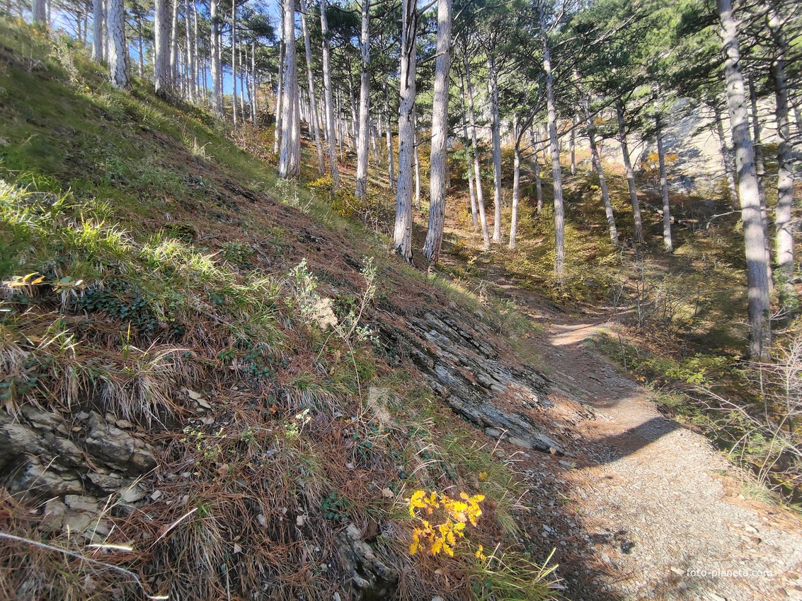 Пешеходный экологический маршрут "Штангеевская тропа" на территории Ялтинского горно-лесного заповедника.