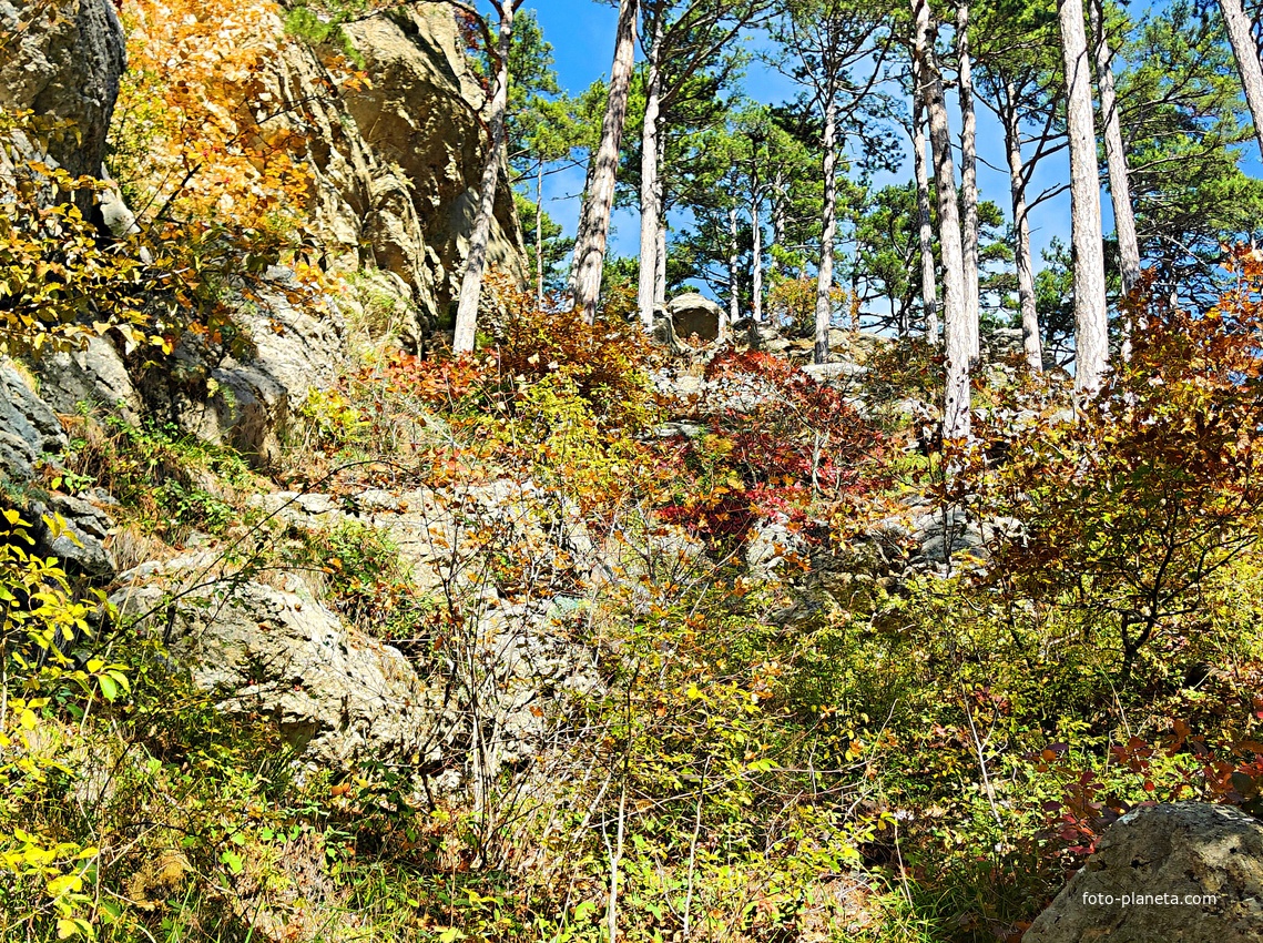 Вдоль экологического маршрута "Штангеевская тропа" на территории Ялтинского горно-лесного заповедника.