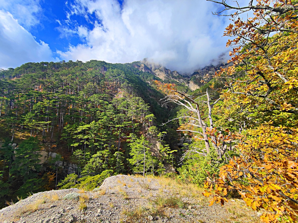 Вдоль экологического маршрута "Штангеевская тропа" на территории Ялтинского горно-лесного заповедника.