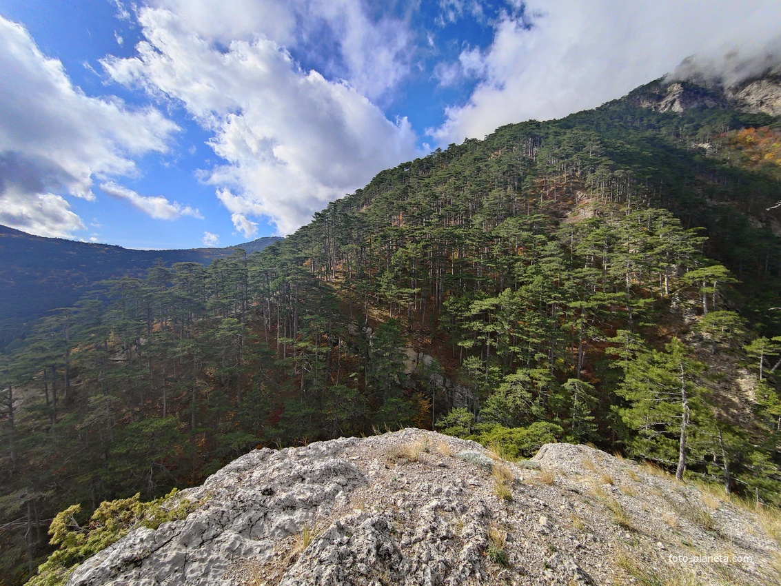 Вдоль экологического маршрута "Штангеевская тропа" на территории Ялтинского горно-лесного заповедника.