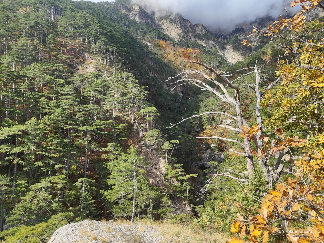 Вдоль экологического маршрута "Штангеевская тропа" на территории Ялтинского горно-лесного заповедника.