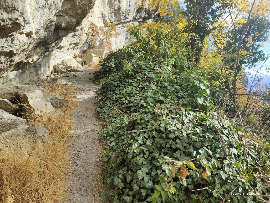 Скалистый обрыв южного склона Ялтинской яйлы вдоль экологического маршрута "Штангеевская тропа" на территории Ялтинского горно-лесного заповедника.