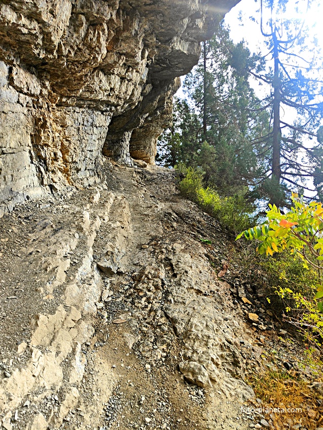 Скалистый обрыв южного склона Ялтинской яйлы вдоль экологического маршрута "Штангеевская тропа" на территории Ялтинского горно-лесного заповедника.