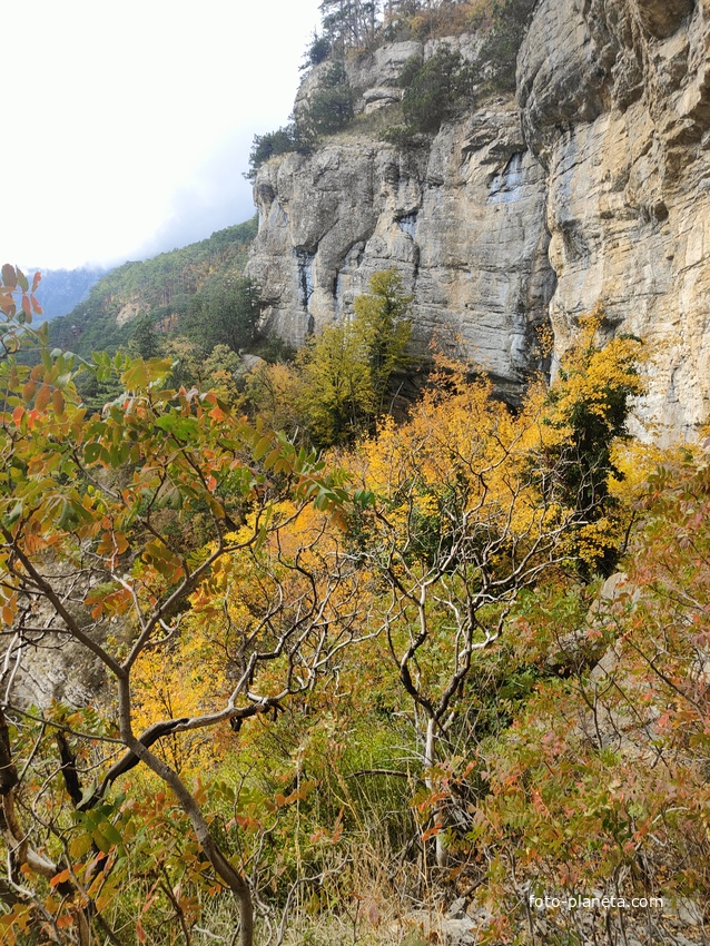 Скалистый обрыв южного склона Ялтинской яйлы вдоль экологического маршрута "Штангеевская тропа" на территории Ялтинского горно-лесного заповедника.