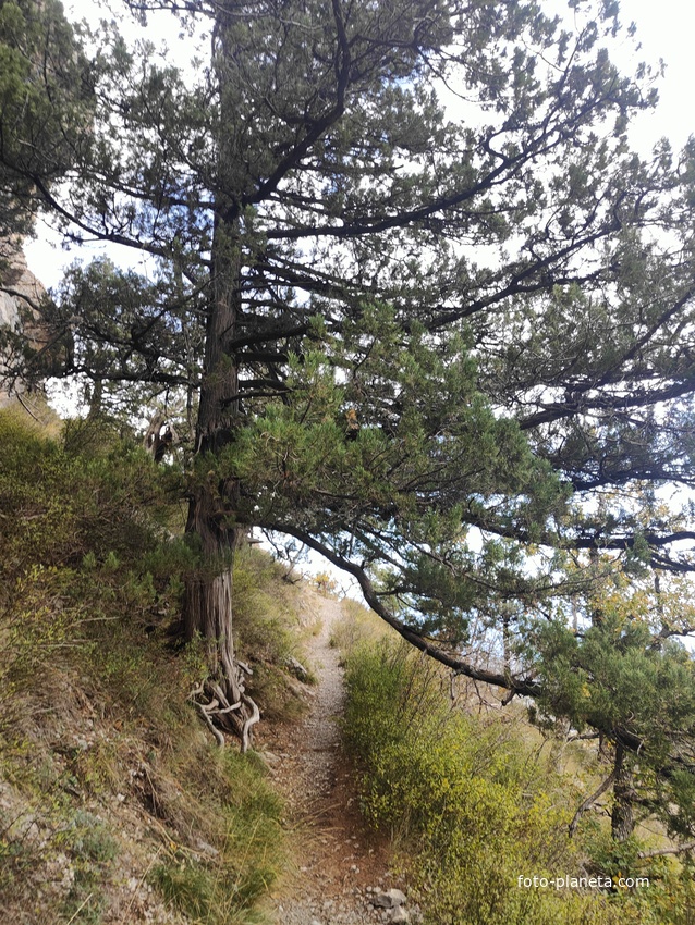 Пешеходный экологический маршрут "Штангеевская тропа" на территории Ялтинского горно-лесного заповедника.