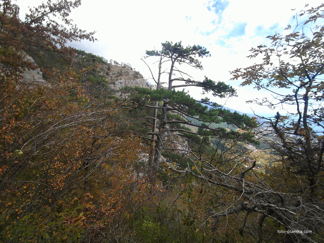 Вдоль экологического маршрута "Штангеевская тропа" за Чёртовым мостом на территории Ялтинского горно-лесного заповедника.