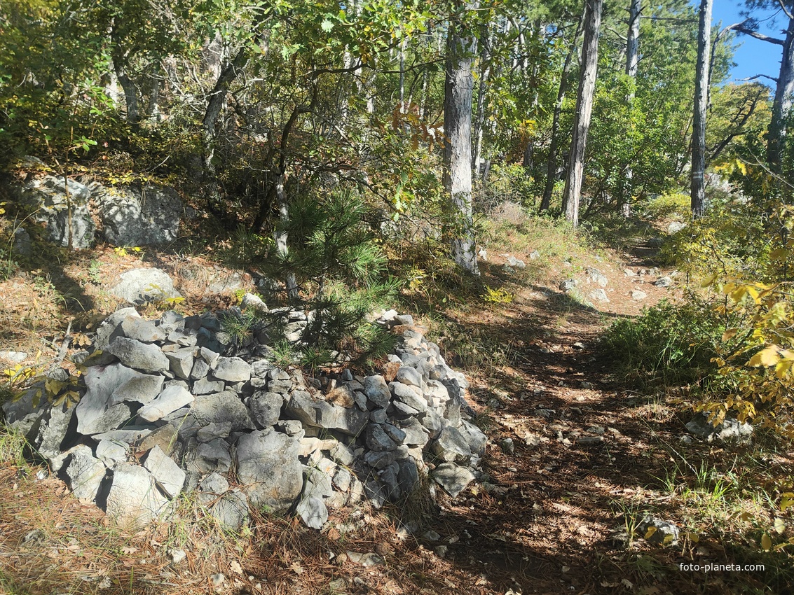 На пешеходном экологическом маршруте "Курчатовская тропа" Ялтинского горно-лесного природного заповедника.