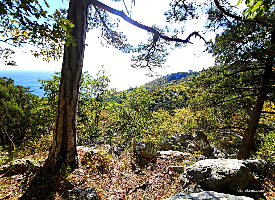 На пешеходном экологическом маршруте "Курчатовская тропа" Ялтинского горно-лесного природного заповедника.