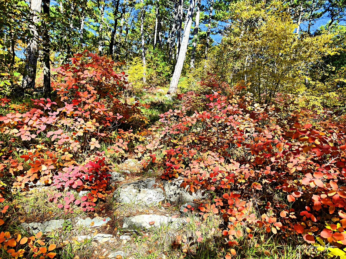 На пешеходном экологическом маршруте "Курчатовская тропа" Ялтинского горно-лесного природного заповедника.